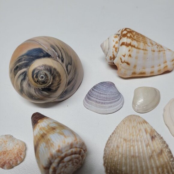 Seashell Nautical Decor Lot Mixed Sizes Blue Brown Half Clam 25 Pieces - Picture 10 of 13